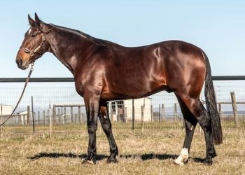 Haras Des Trotteurs branches out