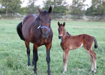 HBNSW: We’ve fought the Stallion Tax from day one