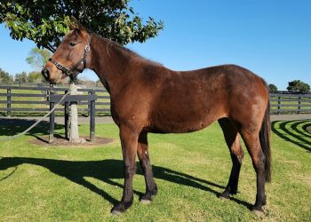 10 Lot auction ends Wednesday