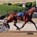 Downbytheseaside fillies sweep all four BSS divisions 2