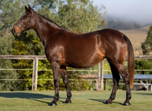 They are champions who shaped the sport across continents