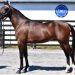 Blue Chip Farms announces 2025 Goshen yearling lineup