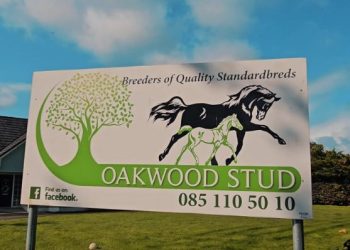 Irish-Bred Yearlings set for OnGait debut September 16