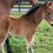 Millionaire trotter now a proud dad