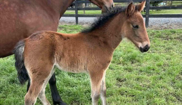 Millionaire trotter now a proud dad 1