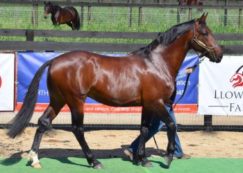 The Complete Stallion Package – Pedigree, performance and progeny