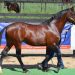 The Complete Stallion Package - Pedigree, performance and progeny 2 The Complete Stallion Package – Pedigree, performance and progeny