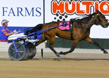 Sheetweb Weaver shocks his fancied rivals in Menangle Trotters Cup