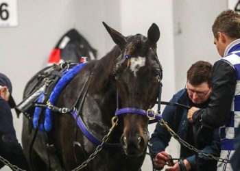Telfers chasing a NZ record winning tally