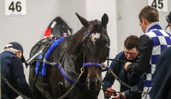 Telfers chasing a NZ record winning tally 1