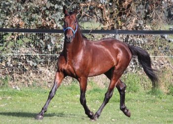 US Captain the latest stallion addition at Wai Eyre Farm
