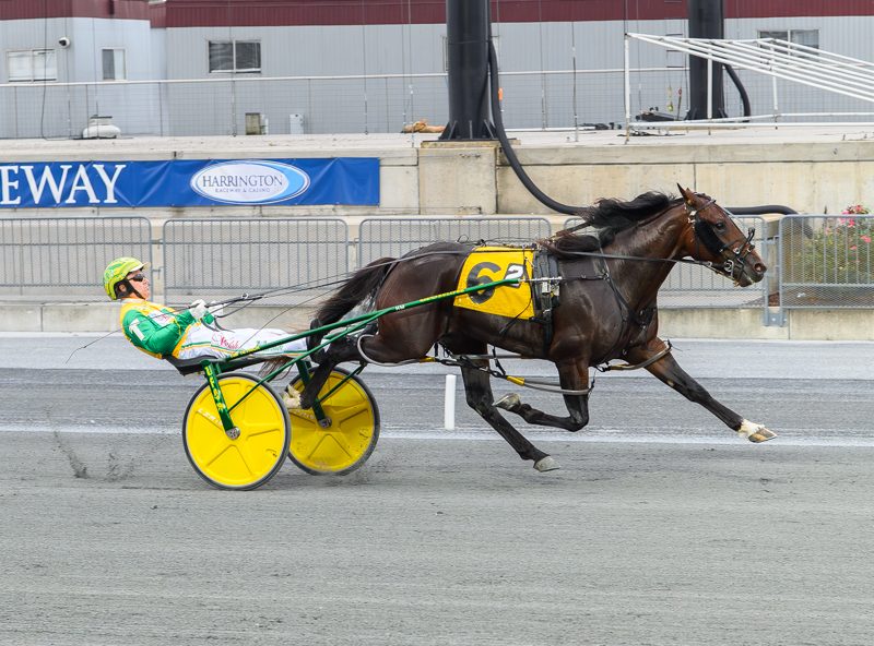 DSBF 2YO pacers shine 1