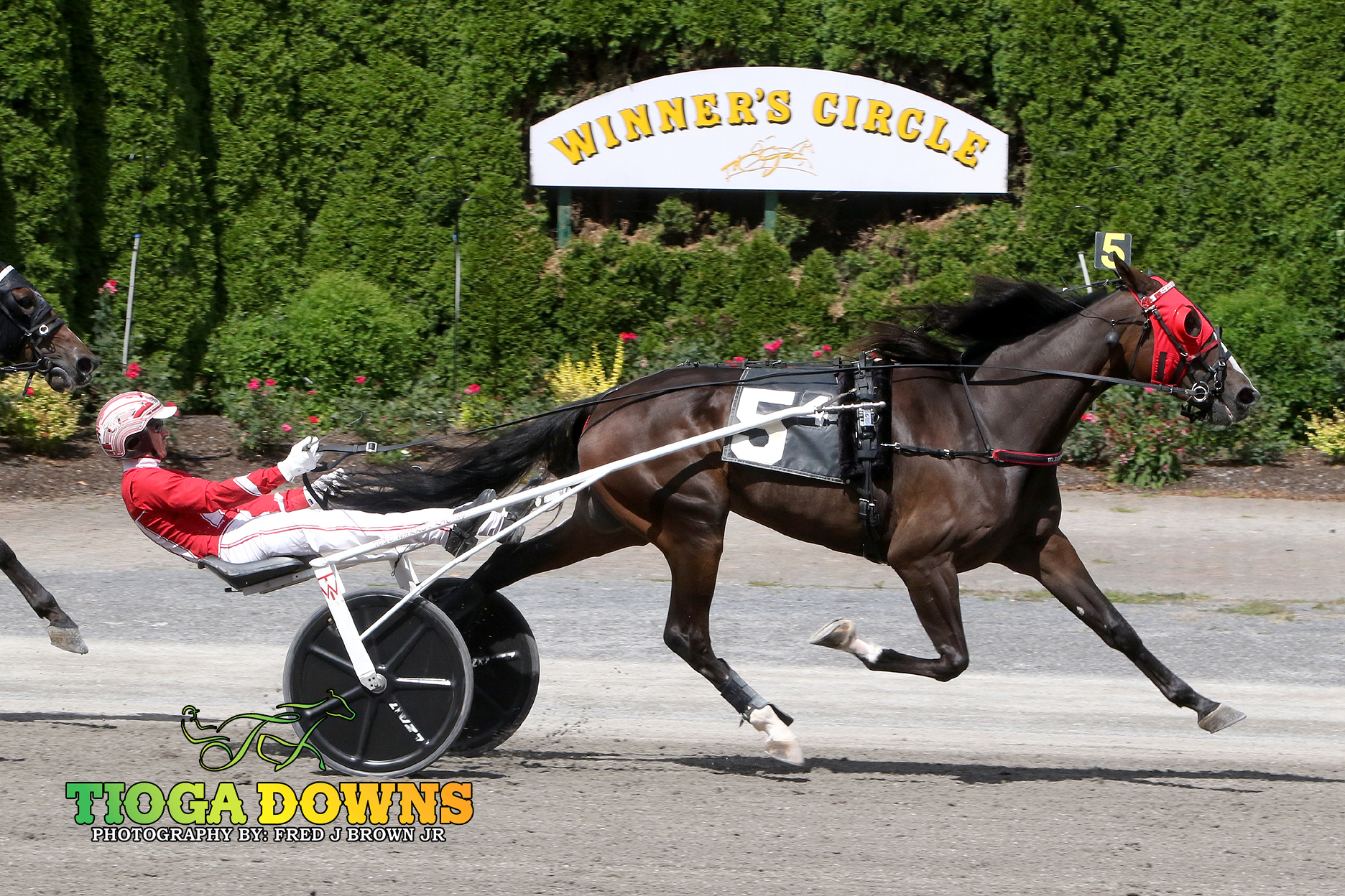 Whiskey Lou all business in easy Trot win 1
