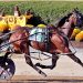 Louprint, Odds On Outlier victorious in Little Brown Jug elims