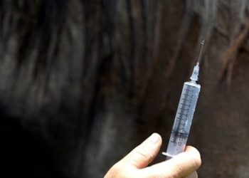 Injecting a horse sparks $5,000 fine and two-year ban for veteran trainer
