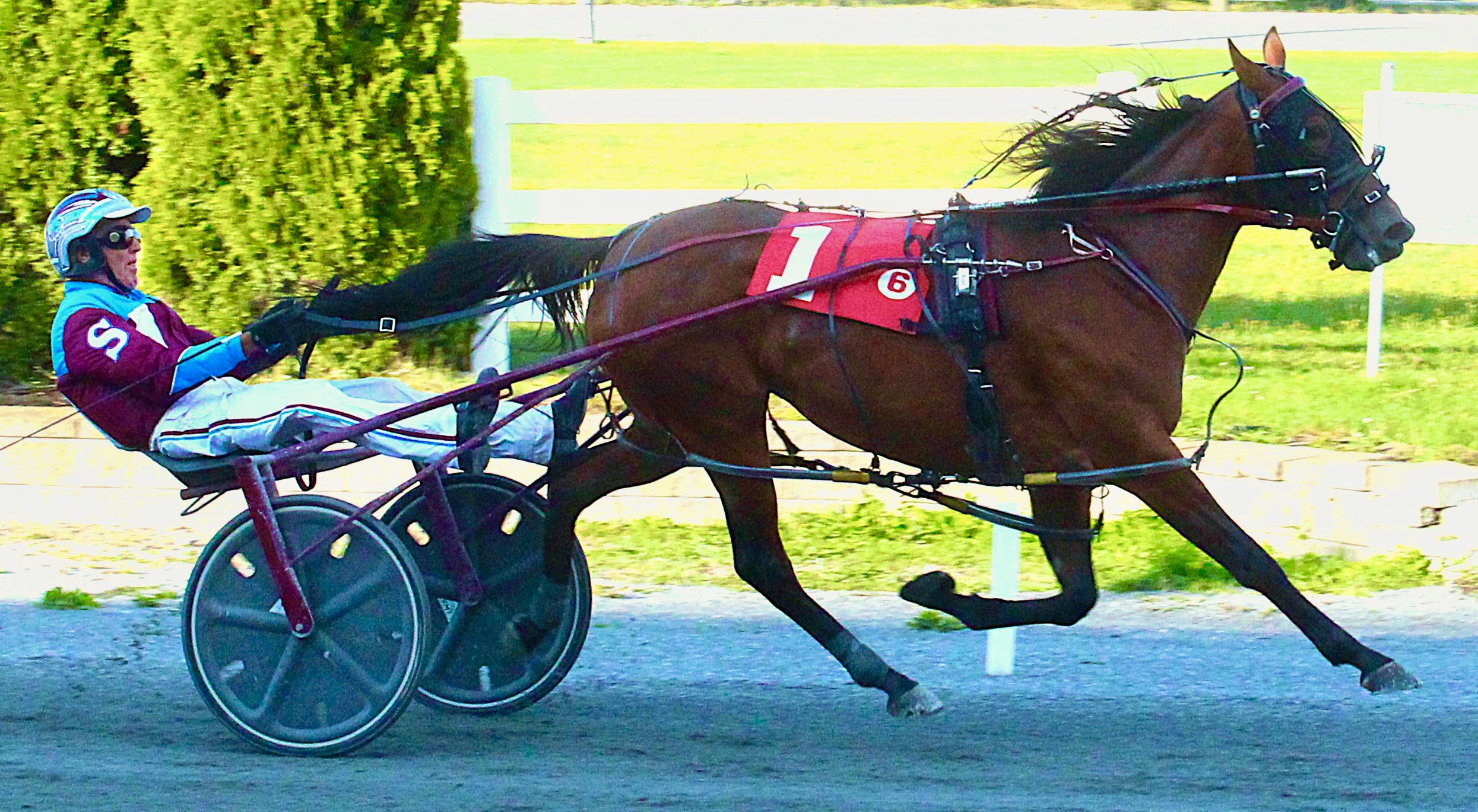 Sweet Lou mare shines, sets seasonal mark 1