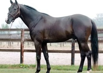 Frozen semen sires shine brightly ‘down under’