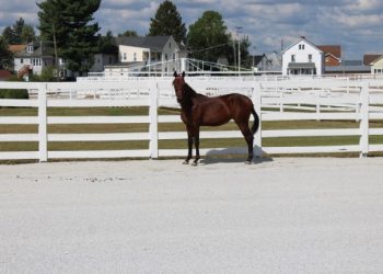 Unique opportunity to purchase well bred yearlings