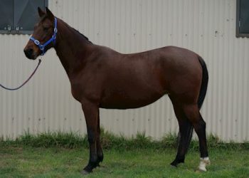 11 Lot auction closing Wednesday