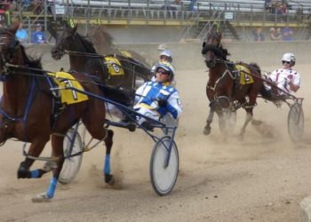 OHHA to Live Stream from Guernsey and Williams County Fairs