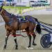 Ex-Kiwi pacer storms from fast to first in impressive Free-For-All win 2 Ex-Kiwi pacer storms from fast to first in impressive Free-For-All win