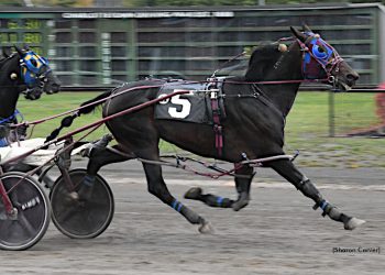 Bee Two Bee the One to Beat in PEISHOA Preferred 1 Pace at Charlottetown