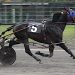 Bee Two Bee the One to Beat in PEISHOA Preferred 1 Pace at Charlottetown