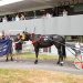 Ellis flying the flag for grassroots harness racing