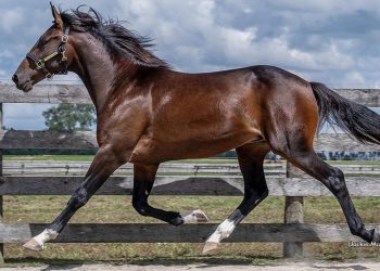 Muscle Mass colt tops London Classic Yearling Sale opener