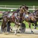 Mighty Logan leads Diamond Racing quinella in Worthy Queen Trot