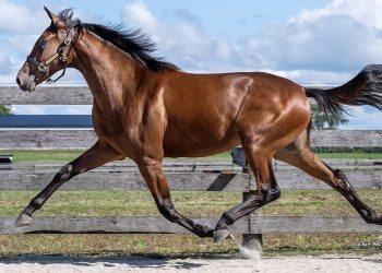 Roca tops 2025 London Classic Yearling Sale