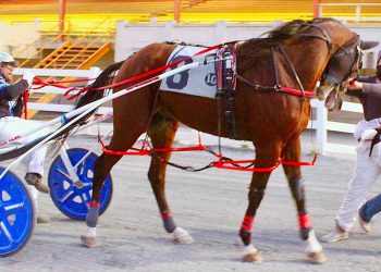 Kiwi import kicks home for Switzer, Jr