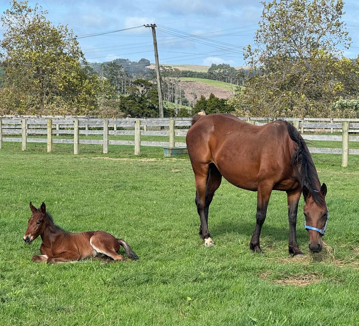 Full sister to Always B Miki now in Auckland 1