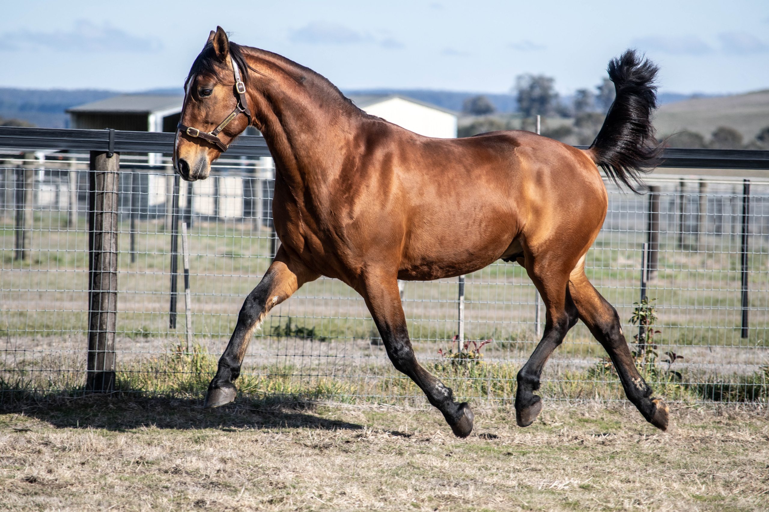 SA Square Trotters Stallion tender 1