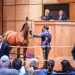 $11.5 million turnover on third session of Lexington Selected Yearling Sale