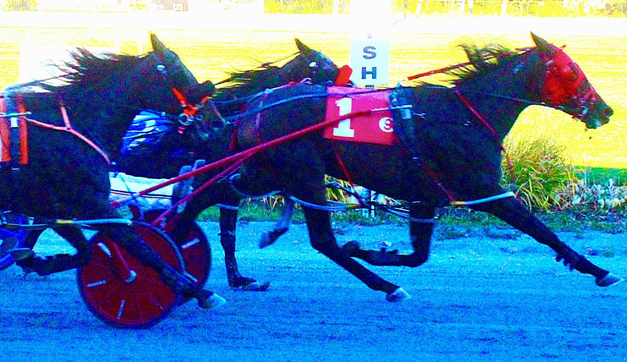 Fifth consecutive win for daughter of Lather Up 1