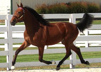 Videos now available for Harrisburg sale