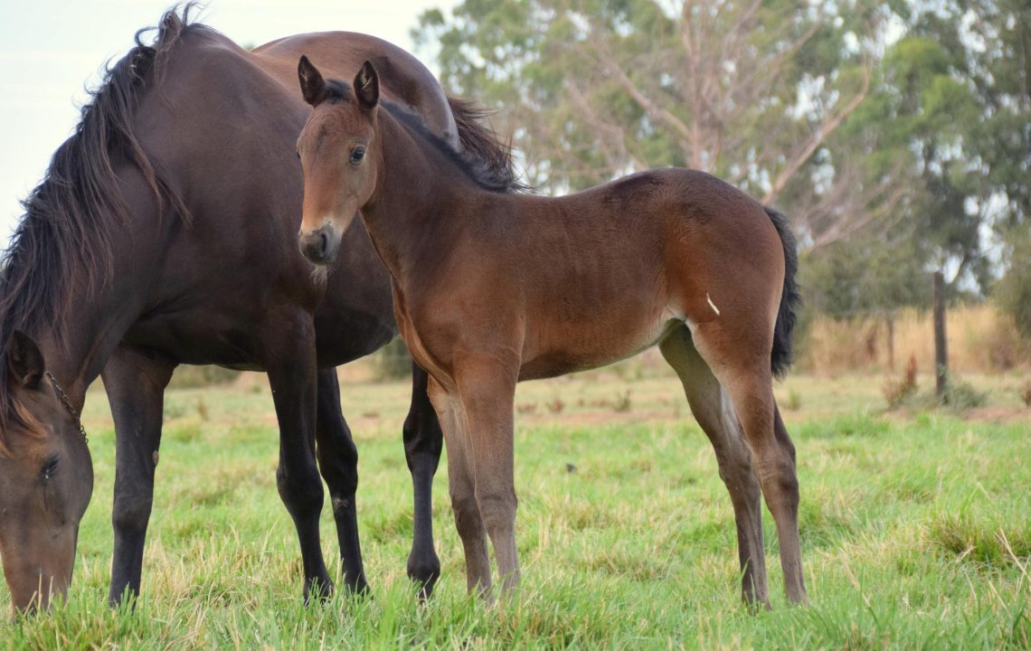 Breeders to benefit as Vicbred bonus allocations shift 1