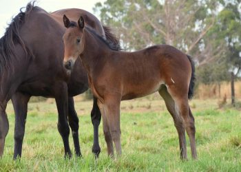 Breeders to benefit as Vicbred bonus allocations shift