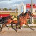 Glenledi Elvis smashes 2200m track record