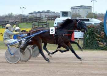 Journey Boko offspring victorious