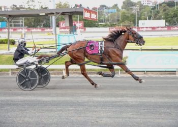 Dixon’s stranglehold on Ladbrokes three year old Final
