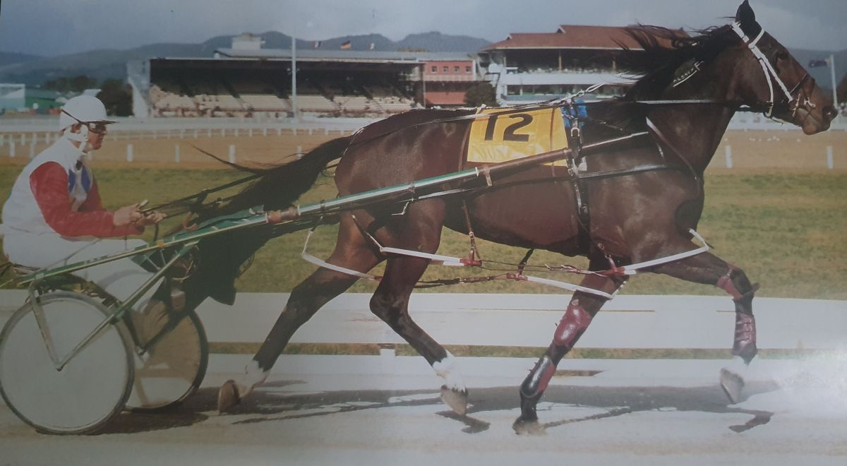 Major Happy rekindles memories of a great mare 5