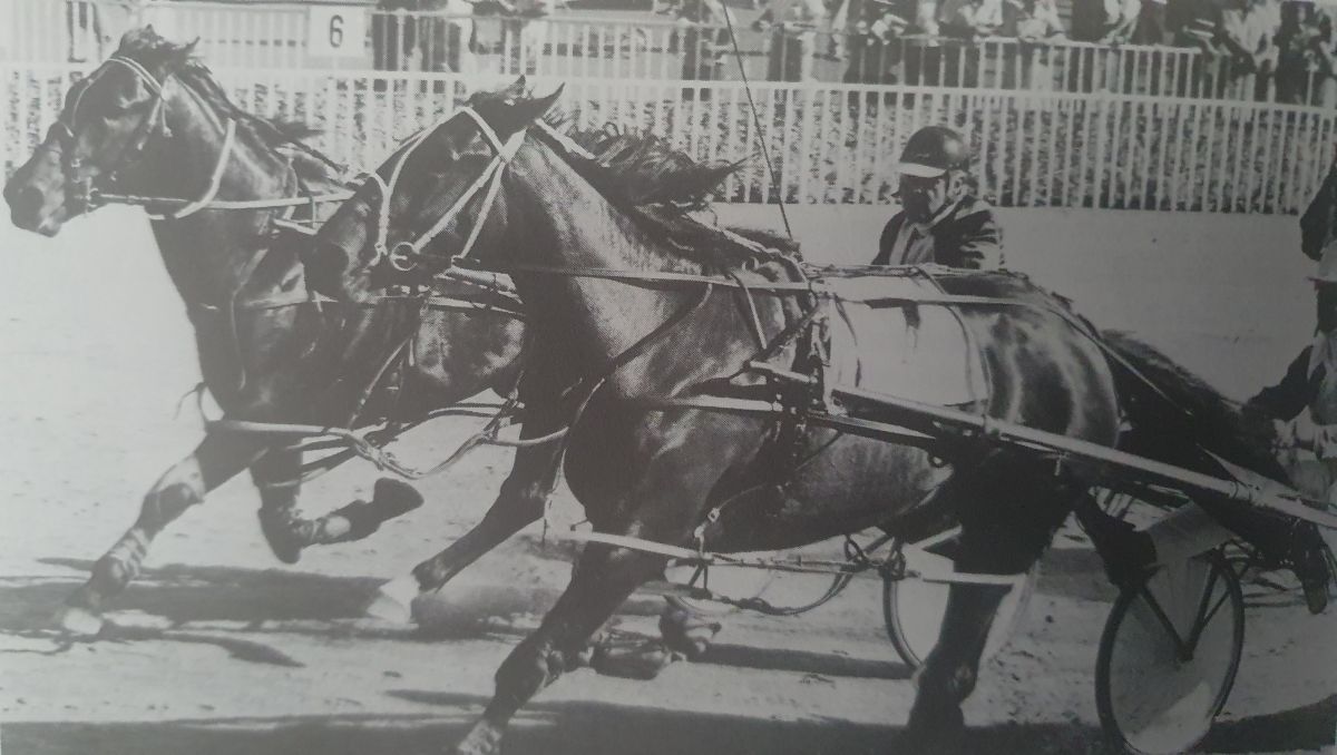 Major Happy rekindles memories of a great mare 4