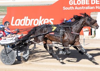 Lochinvar Magic shows his class in SA Sires Produce