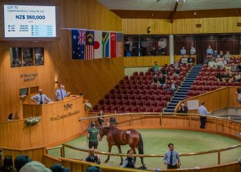 320 Lot Catalogue live for 2026 National Yearling Sale