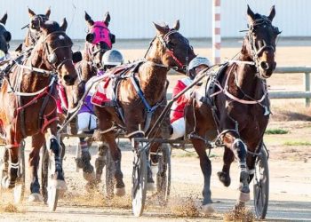 Peter Marshall elected President of SA Harness Racing Club