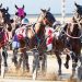 Peter Marshall elected President of SA Harness Racing Club