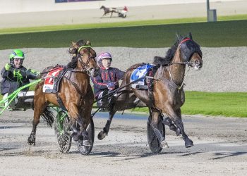 Adelaide Red (Pastor Stephen)