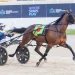 Captain Perfect (Harness Racing Victoria Photo)